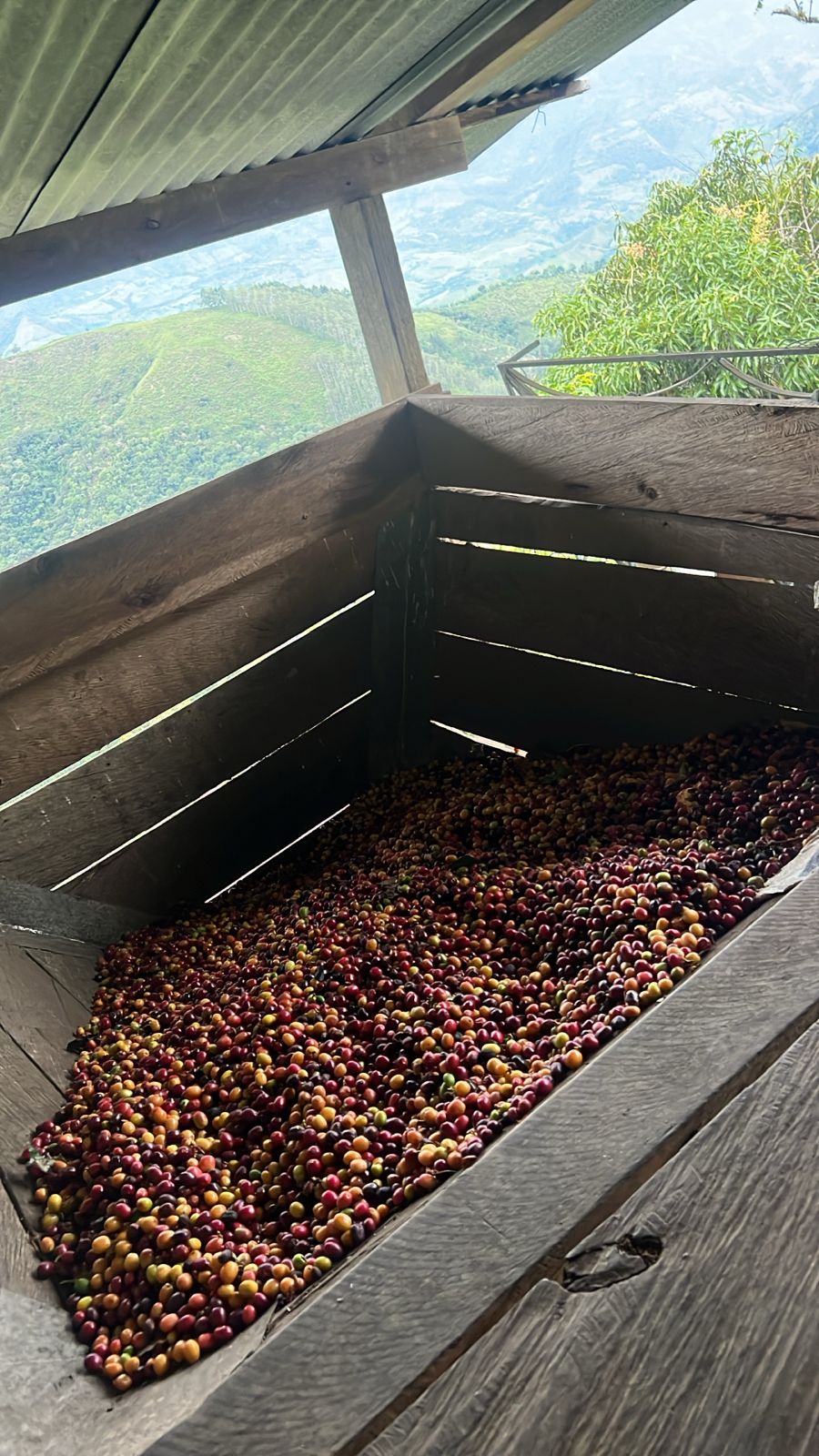 Single Source Woman Grown Whole Bean Blonde Roast