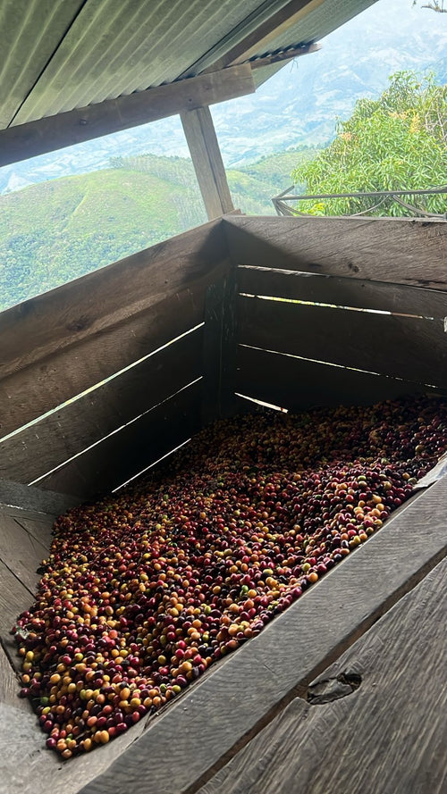 Single Source Woman Grown Whole Bean Blonde Roast